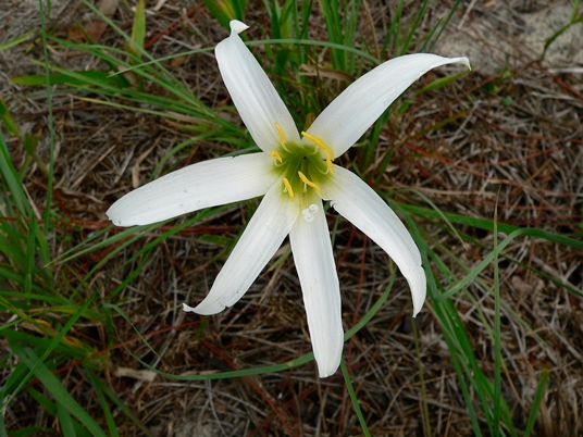 {Zephyranthes simpsonii}